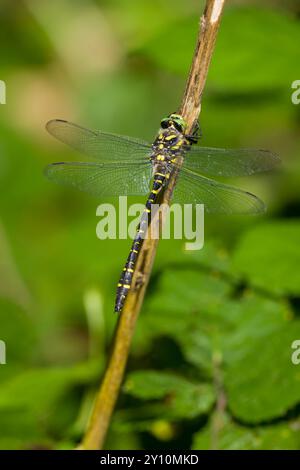 Nero una striscia gialla Dragonfly su un bastone. Verticale e ali aperte Foto Stock