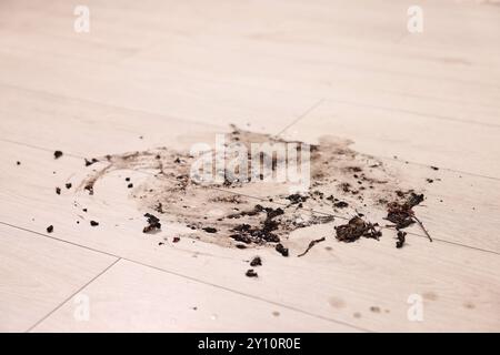 Macchia di fango su pavimenti in legno interni, primo piano Foto Stock