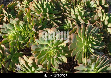 Vegetazione nella valle di Agaete, Barranco de Agaete, Agaete, Gran Canaria, Isole Canarie, Spagna Foto Stock