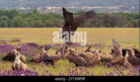 Avvoltoio nero (Aegypius monachus) alla Luderplatz, avvoltoio griffon, Castilla y Leon, Spagna Foto Stock