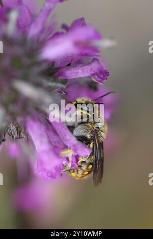 Maschio dell’ape europea del cardino di lana (Anthidium manicatum) sulla fioritura di erba bishopwort (Stachys officinalis, Betonica officinalis) Foto Stock