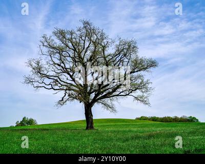 Giornata primaverile nel Parco naturale di Augusta - foreste occidentali vicino a Siebnach Foto Stock