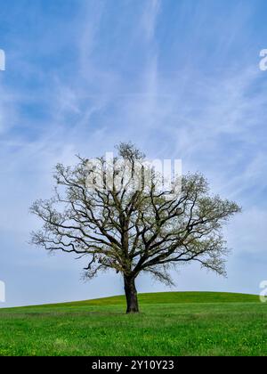 Giornata primaverile nel Parco naturale di Augusta - foreste occidentali vicino a Siebnach Foto Stock