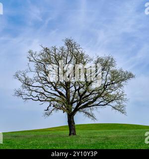 Giornata primaverile nel Parco naturale di Augusta - foreste occidentali vicino a Siebnach Foto Stock