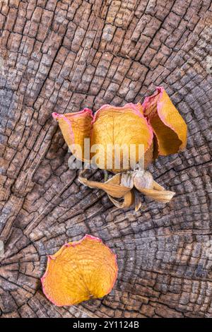 Fiori di rosa secchi su fondo in legno intempestivo Foto Stock