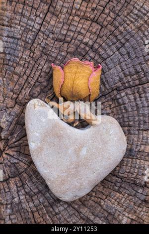 Decorazioni marinare a forma di cuore, natura morta Foto Stock