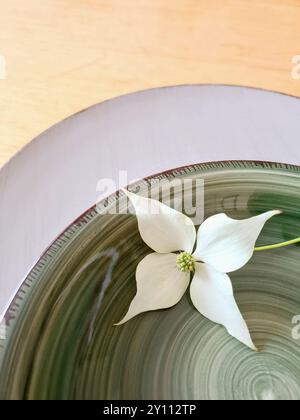 Un fiore bianco di legno di pino con stelo giace decorativamente su una ciotola verde con piatto Foto Stock