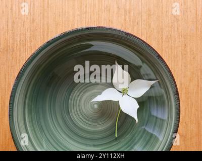 Una fioritura bianca di legno di cane con stelo giace decorativamente su una ciotola verde Foto Stock