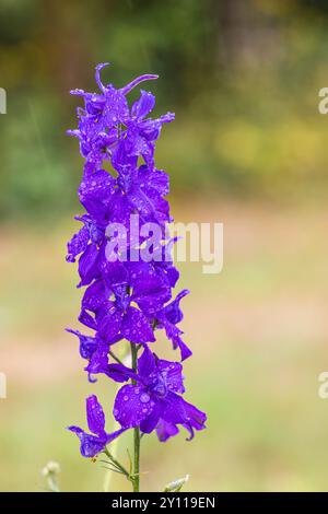 Fiore del campo comune delfinio (Consolida regalis), Delphinium consolida, delfinio da campo, pianta medicinale Foto Stock