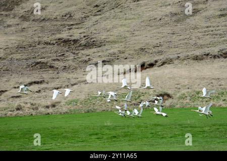 Gruppo cigno di Whooper (Cygnus cygnus) che decolla da un prato, Islanda Foto Stock