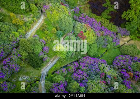 Vista aerea della Conca dei Rododendri in piena fioritura nell'area naturale dell'Oasi Zegna in primavera. Valdilana, regione biella, Piemonte, Italia, Europa Foto Stock