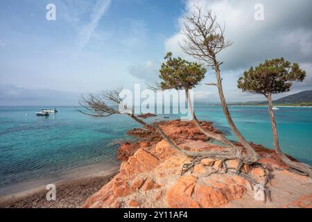 Pini marittimi piegati dal vento sulle rocce rosse vicino alla spiaggia di Palombaggia. Porto Vecchio, Corse-du-Sud, Corsica, Francia Foto Stock