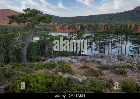 LAC de l'ospedale, area naturale di interesse faunistico e floristico ecologico nei pressi di Porto Vecchio, dipartimento della Corse-du-Sud, Corsica, Francia Foto Stock