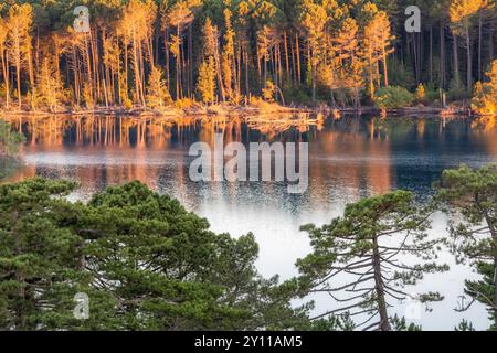LAC de l'ospedale, area naturale di interesse faunistico e floristico ecologico nei pressi di Porto Vecchio, dipartimento della Corse-du-Sud, Corsica, Francia Foto Stock