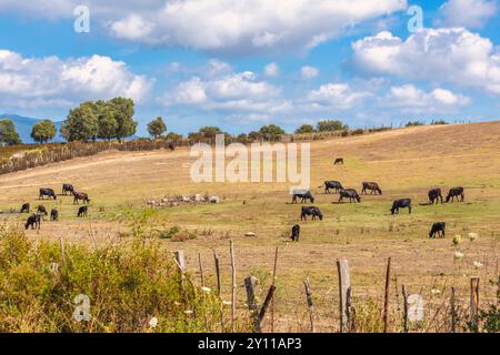 Mucche nere che pascolano, Tallone, Haute-Corse, alta Corsica, Francia Foto Stock