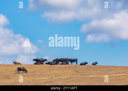 Mucche nere che pascolano, Tallone, Haute-Corse, alta Corsica, Francia Foto Stock