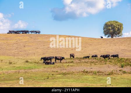 Mucche nere che pascolano, Tallone, Haute-Corse, alta Corsica, Francia Foto Stock