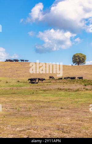 Mucche nere che pascolano, Tallone, Haute-Corse, alta Corsica, Francia Foto Stock