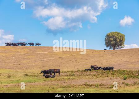 Mucche nere che pascolano, Tallone, Haute-Corse, alta Corsica, Francia Foto Stock