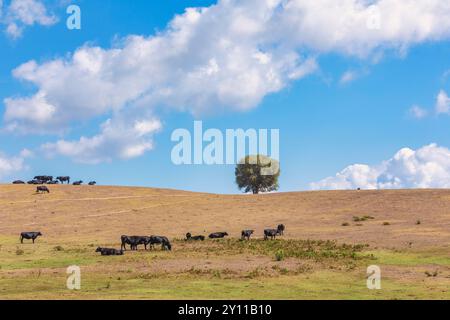 Mucche nere che pascolano, Tallone, Haute-Corse, alta Corsica, Francia Foto Stock