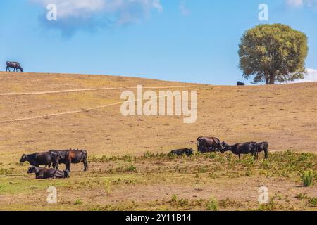 Mucche nere che pascolano, Tallone, Haute-Corse, alta Corsica, Francia Foto Stock