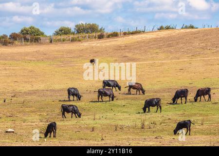 Mucche nere che pascolano, Tallone, Haute-Corse, alta Corsica, Francia Foto Stock