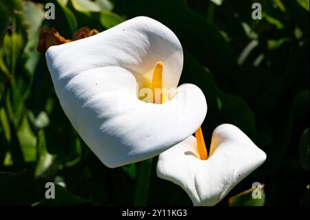 Italia, Mar Tirreno, Isole Lipari / Isole Eolie, Salina, Hotel Signum nel Golfo di Malfa, gigli di calla bianchi nel giardino dell'hotel Foto Stock