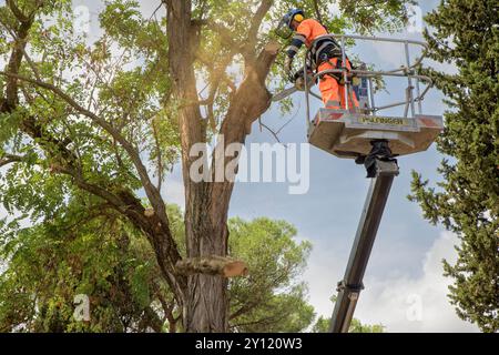 Roma, Italia. 4 settembre 2024. Un operaio con una motosega taglia pezzi di un albero il giorno dopo che una bomba ad acqua ha colpito Roma. (Credit Image: © Marcello Valeri/ZUMA Press Wire) SOLO PER USO EDITORIALE! Non per USO commerciale! Foto Stock