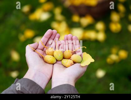 Raccolta di noci di ginkgo, frutta con foglia gialla nelle mani delle ragazze. Medicina alternativa e omeopatia o ingrediente alimentare. (Ginkgo biloba) Foto Stock