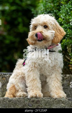 Cucciolo di Cockapoo seduto su un passo con la lingua in Irlanda. Foto Stock
