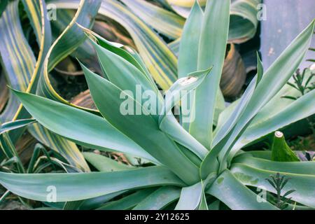 Foglie di Agave con spine affilate che crescono nel giardino botanico. Asparagaceae pianta succulenta esotica del Messico utilizzata in farmacologia. Cactus succulents Foto Stock