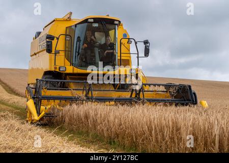 La varietà Spring Barley 'Geraldine' viene raccolta con una mietitrebbia New Holland TX65 a Boxtown, West Cork, Irlanda. Foto Stock