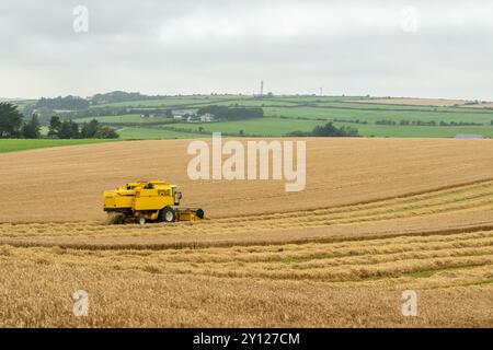 La varietà Spring Barley 'Geraldine' viene raccolta con una mietitrebbia New Holland TX65 a Boxtown, West Cork, Irlanda. Foto Stock