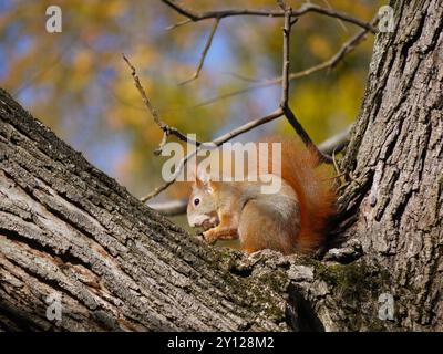Lo scoiattolo da vicino si trova su un ramo di albero e mangia un dado nel parco in autunno. Foto Stock