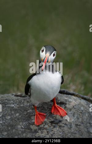 ritratto di un simpatico puffin seduto su una roccia grigia su uno sfondo verde opaco Foto Stock