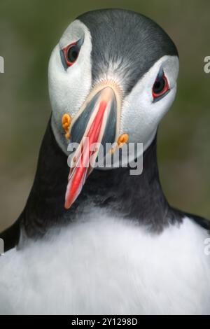 primo piano ritratto di un simpatico puffin su sfondo verde opaco Foto Stock