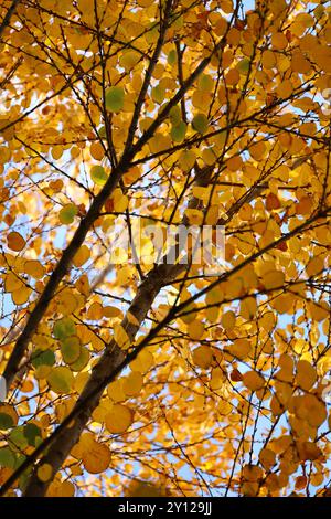 Cielo blu e foglie autunnali dell'albero Katsura Foto Stock