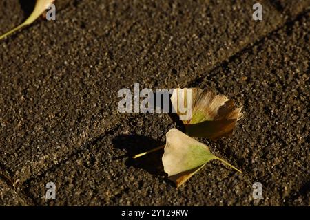 Il ginkgo giallo cade su un marciapiede illuminato dalla luce solare invernale pomeridiana Foto Stock