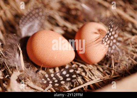 Due uova di faraona marrone giacciono sulla paglia, accanto alle piume Foto Stock