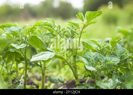 Cespugli di patate giovani contro il cielo. Coltivare verdure biologiche a letto senza l'uso di sostanze chimiche e nitrati. Agricoltura naturale. Foto Stock