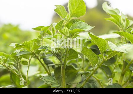 Cespugli di patate giovani contro il cielo. Coltivare verdure biologiche a letto senza l'uso di sostanze chimiche e nitrati. Agricoltura naturale. Foto Stock