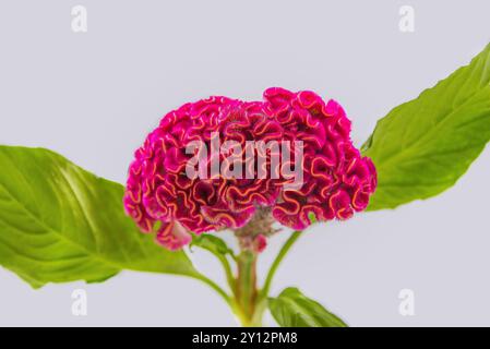 Primo piano di Cockscomb (Celosia argentea var. cristata) di colore magenta Foto Stock