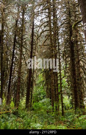 Gli alberi coperti di muschio si trovano nella lussureggiante Hoh Rain Forest lungo il percorso escursionistico Hall of Mosses nell'Olympic National Park, Washington Foto Stock