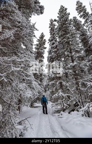 Donna che cammina, fa escursioni nei profondi boschi innevati durante l'inverno, circondato da alberi innevati ricoperti di bianco e indossa pantaloni rosa e giacca viola. Foto Stock