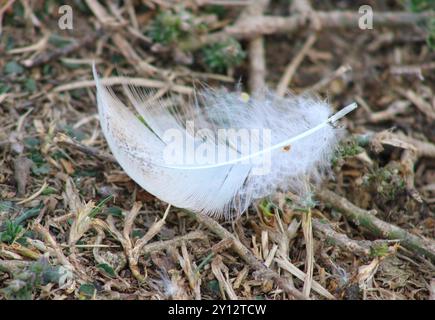singola piuma trovata a terra Foto Stock