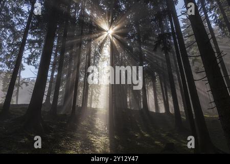 Raggi di sole tra alberi nella foresta, foschia, nebbia, retroilluminazione, foresta di montagna, alta Baviera, Baviera, Germania, Europa Foto Stock