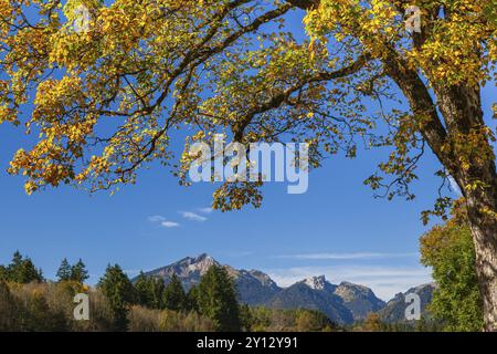 Acero dai colori autunnali di fronte alle montagne, sole, dietro Scheinbergspitze, Alpi Ammergau, alta Baviera, Baviera, Germania, Europa Foto Stock