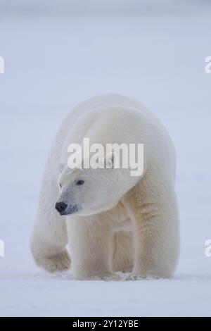 Orso polare (Ursus maritimus), passeggiate sulla neve, testa a testa, Kaktovik, Arctic National Wildlife Refuge, Alaska, Stati Uniti, Nord America Foto Stock