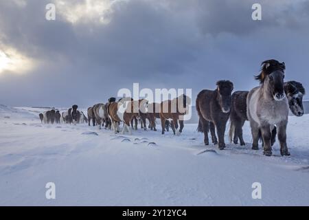 Cavalli islandesi sulla neve in una tempesta davanti a nuvole, mandria, Akureyri, Islanda, Europa Foto Stock