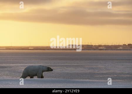 Orso polare (Ursus maritimus), camminando sul ghiaccio di fronte al villaggio, luce serale, Kaktovik, Arctic National Wildlife Refuge, Alaska, Stati Uniti, Nord AM Foto Stock